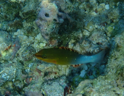 Sixband Parrotfish