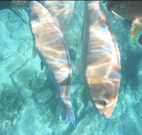 Blue-barred Parrotfish