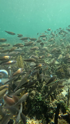 Striped Parrotfish