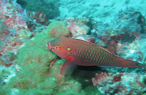 Swarthy Parrotfish