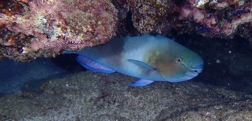 Redlip Parrotfish