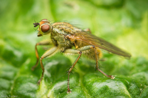 Golden Dung Fly