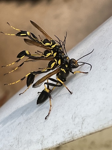 Yellow-legged Mud-dauber Wasp