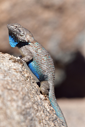 Clark's Spiny Lizard