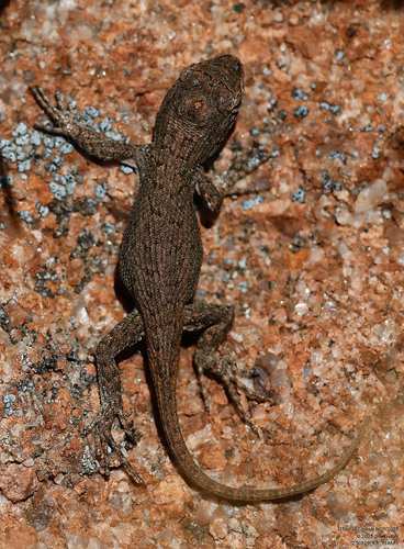 Prairie Lizard