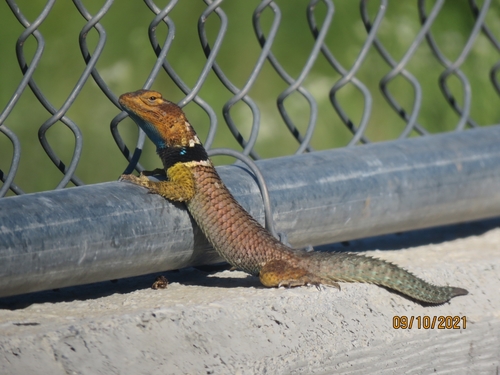 Blue Spiny Lizard