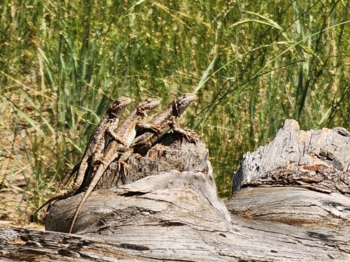 Common Sagebrush Lizard
