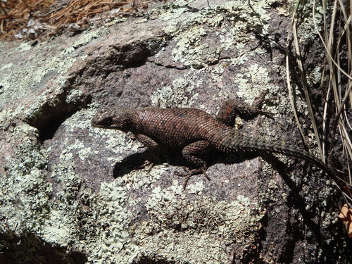 Yarrow's Spiny Lizard