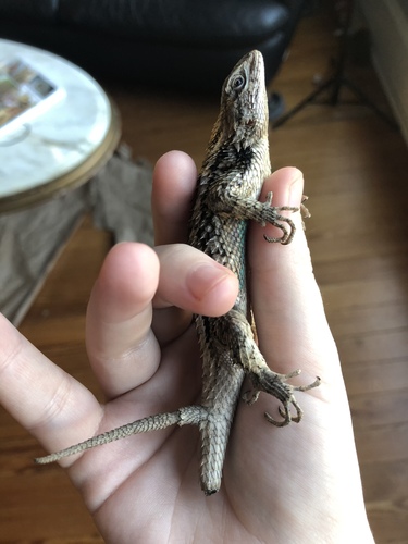 Texas Spiny Lizard