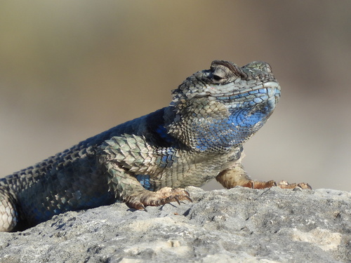 Crevice Spiny Lizard