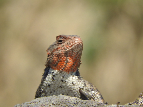 Eastern Spiny Lizard