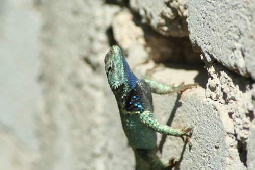 Crevice Swift