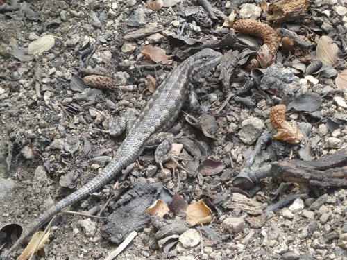 Southern Sagebrush Lizard