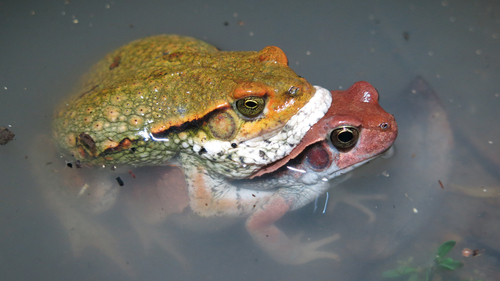 African Red Toad
