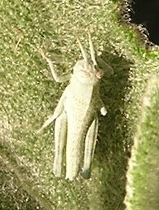 Gray Bird Grasshopper