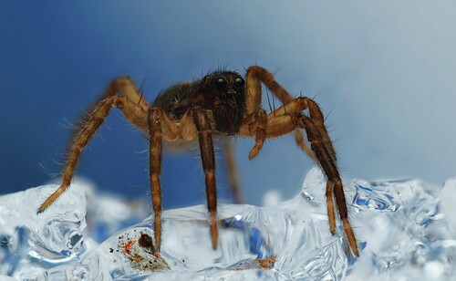 Lance wolf spider