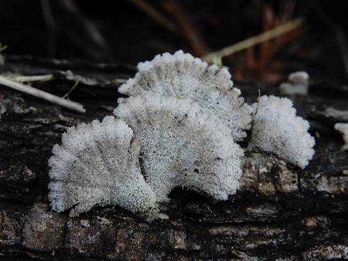 Splitgill mushroom