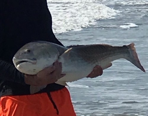 Red Drum