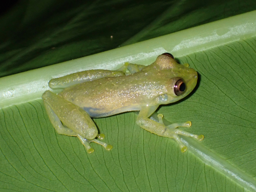 Olive Snouted Tree Frog