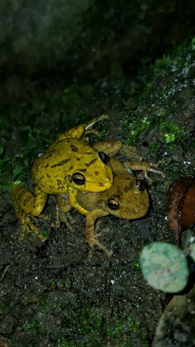 Fuscous-blotched Snouted Tree Frog