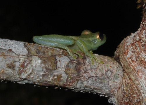 Red Snouted Tree Frog
