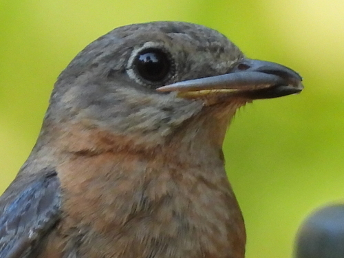 Little Brown Skink