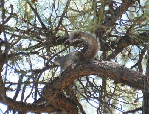 Arizona Gray Squirrel
