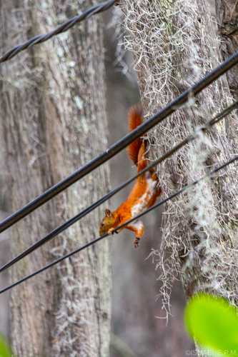 Red-tailed Squirrel