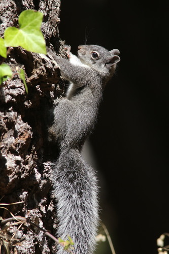 Western Gray Squirrel