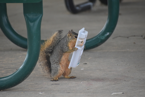 Eastern Fox Squirrel