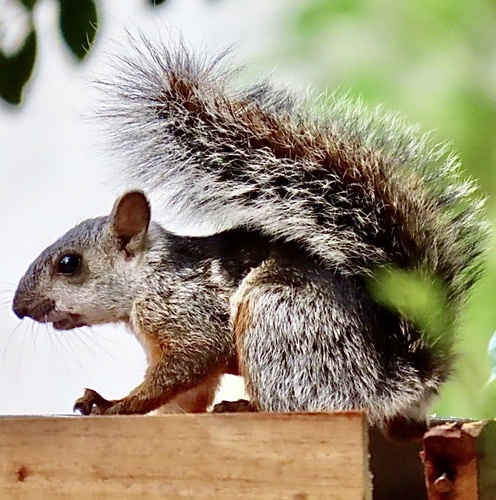 Variegated Squirrel