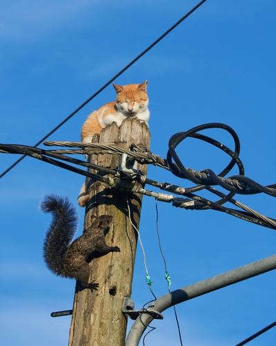 Yucatán Squirrel