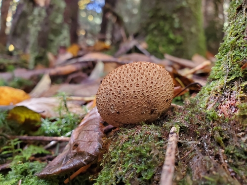Common earthball