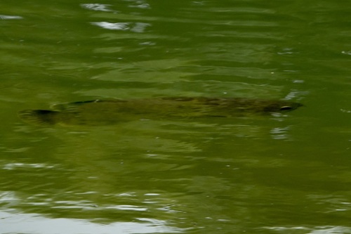 Asian Arowana