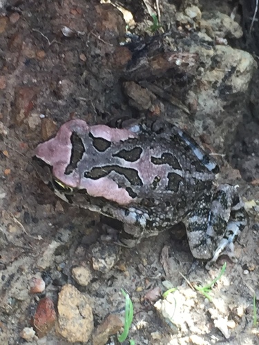 Raucous Toad