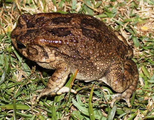 Guttural Toad