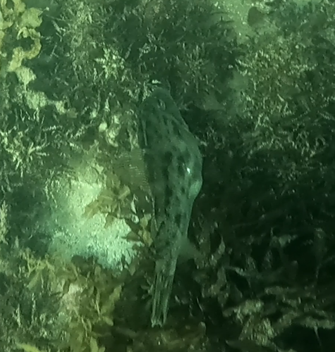 Rough Leatherjacket