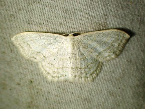 Large Lace-border Moth