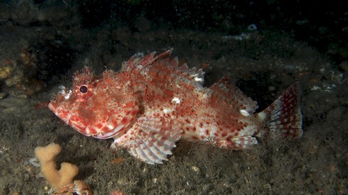 Eastern Red Scorpionfish