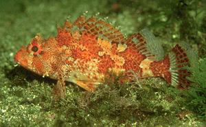 Madeira Scorpionfish