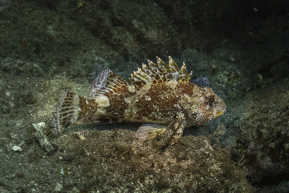 Black Scorpionfish