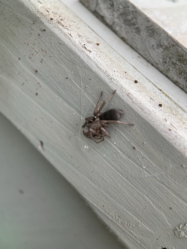 Mouse Spider