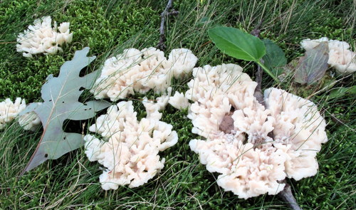 Jellied false coral fungus