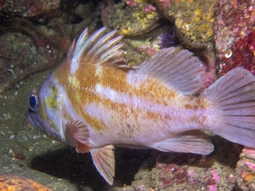 Copper Rockfish