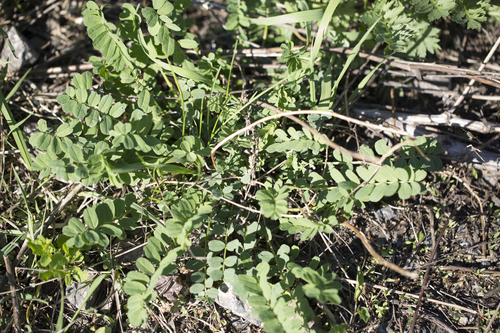 Purple crownvetch