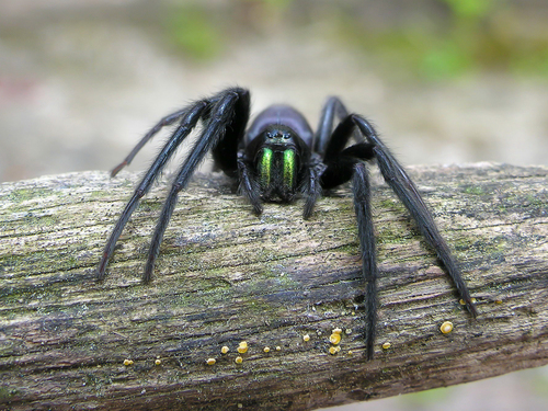 Tube-dwelling Spider