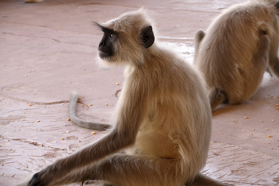 Bengal Sacred Langur