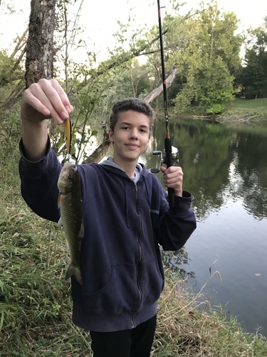 Fallfish
