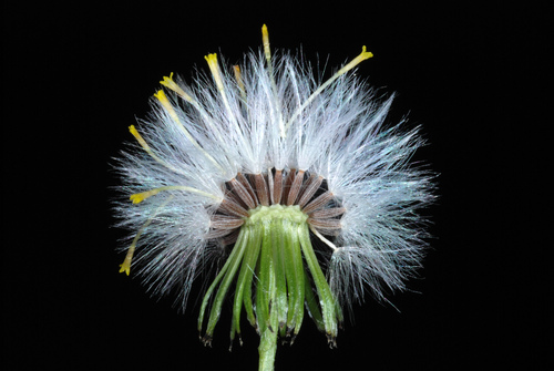 Common groundsel