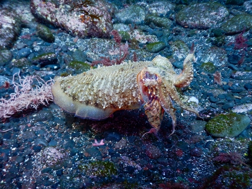 European Common Cuttlefish